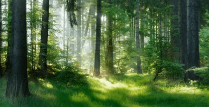 forest:erhfiojpgf8= woods